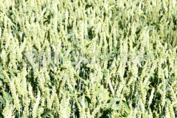 草甘膦除草剂对土壤的危害有多长时间 草甘膦除草剂对土壤的危害