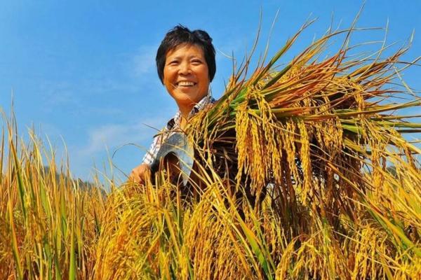 红薯专用除草剂 地瓜种植45天后还能用除草剂吗?