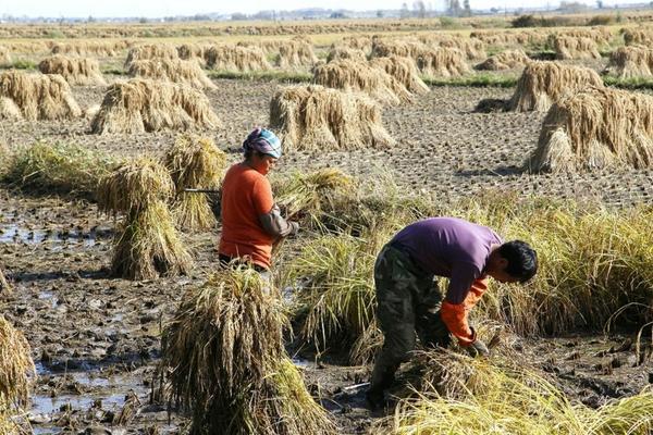 杀菌剂与叶面肥的相互作用:化学反应、效果及注意事项
