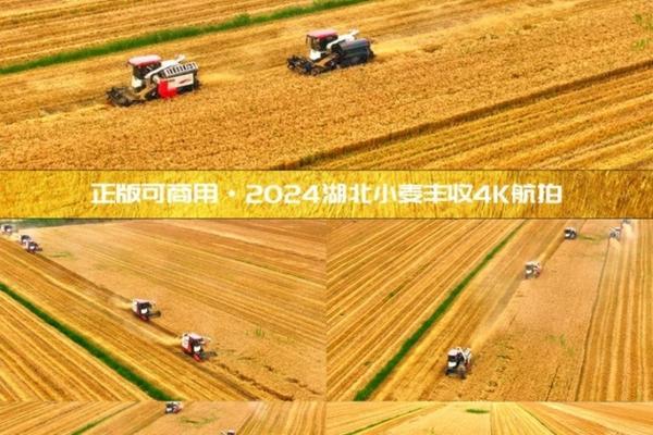 除草剂和叶面肥混用效果分析:潜在影响及注意事项