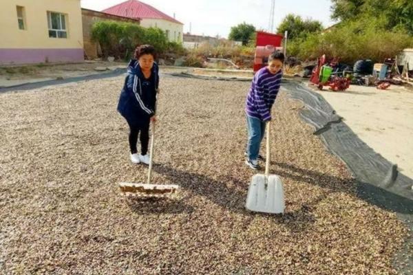稻田封闭除草剂多少时间下雨有效 水稻直播打封闭药后几小时下雨