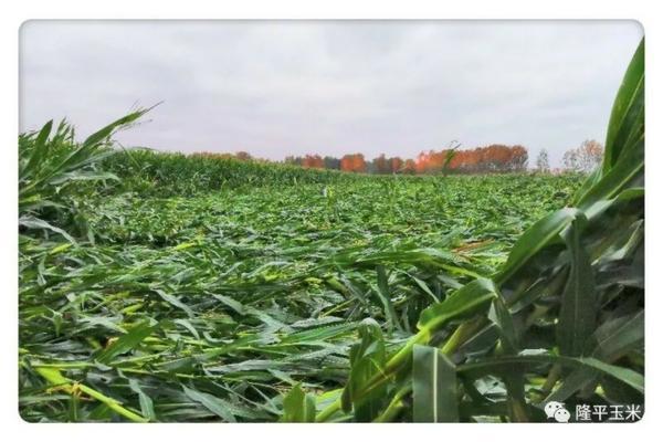菜地撒生石灰后多久可以种菜 黄瓜撒生石灰方法?