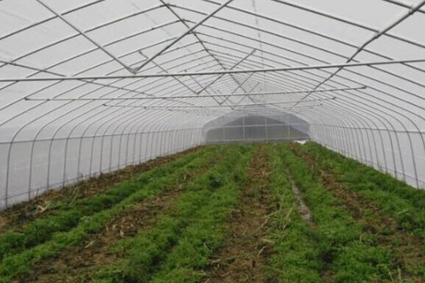 关于油菜田杂草防治,使用适当的除草剂是重要的一环。本文将探讨