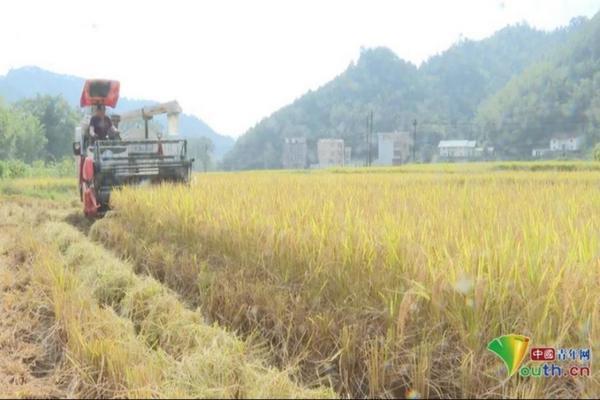 除草剂对转基因有用吗 为什么抗除草剂转基因作物能提高产量?