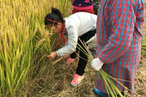 香蕉催熟药包一箱里面放几袋 香蕉催熟剂包怎么使用?