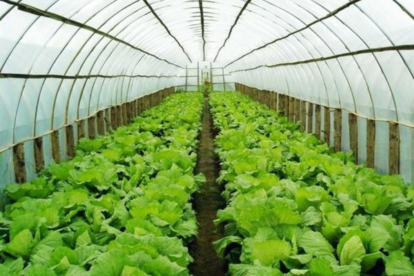 柑橘幼树控花技术 柑橘树什么时候打药？