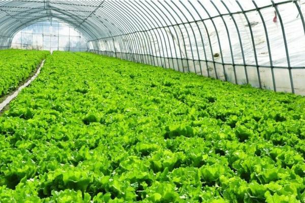 草甘膦兑水用量 24滴酸草甘膦什么时间打好?