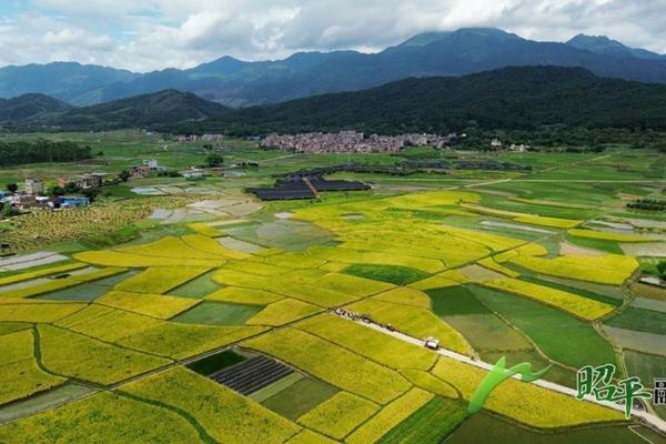 草甘膦用于韭菜种植:用量及注意事项详解