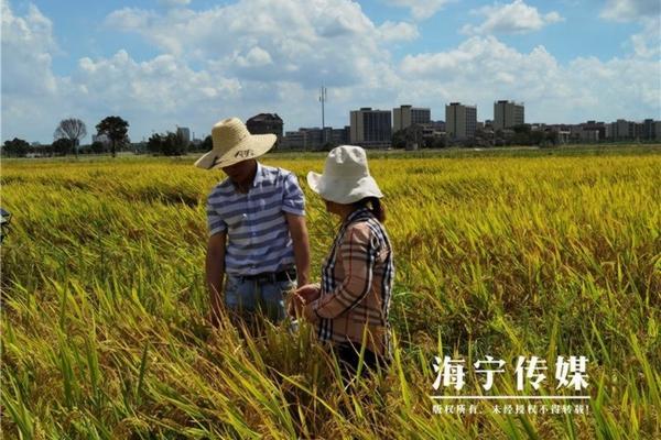 全新高效有机冲施肥料:革命性地重塑农业生产方式的创新先锋