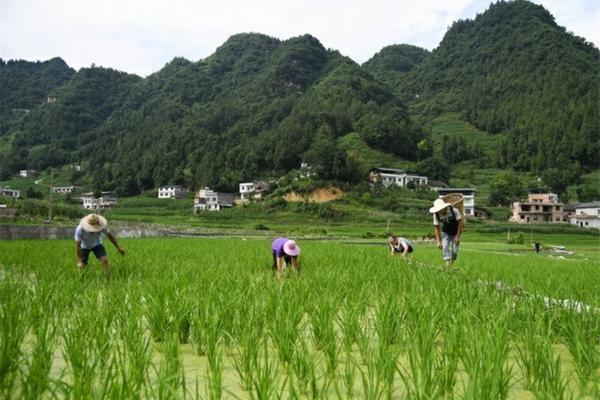 吡虫啉杀蚜虫兑水多少倍 吡虫啉蟑螂药多久失效