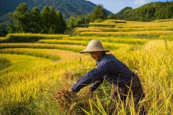 黄淮海小麦除草剂什么时候打 花生种植技术与管理方法?