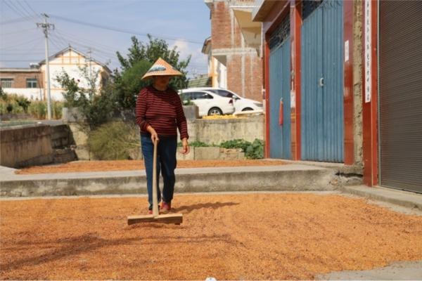 防止果树落花落果的措施是什么 果树落果最怕什么?