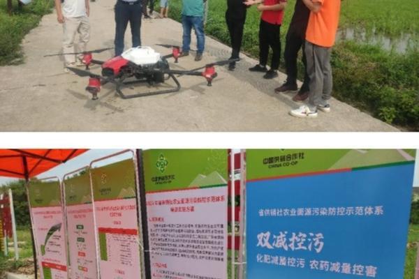 大叶子绿萝怎么养才能更旺盛 绿箩怎么养的旺盛?