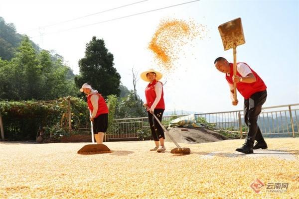 邦农铲除草剂苯嘧草甘膦价格 草甘膦除草剂使用方法