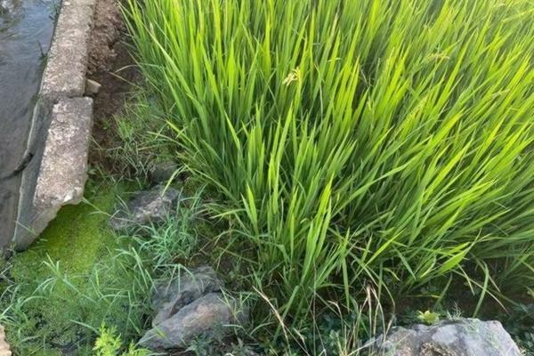 吡虫啉品牌推荐:优质选择指南与深度解析