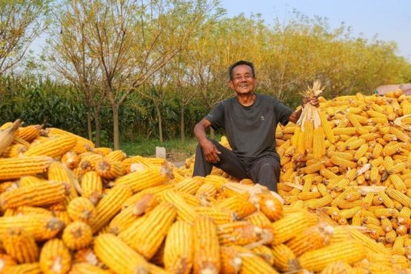香葱封闭除草剂用量 露地小葱播种时间？