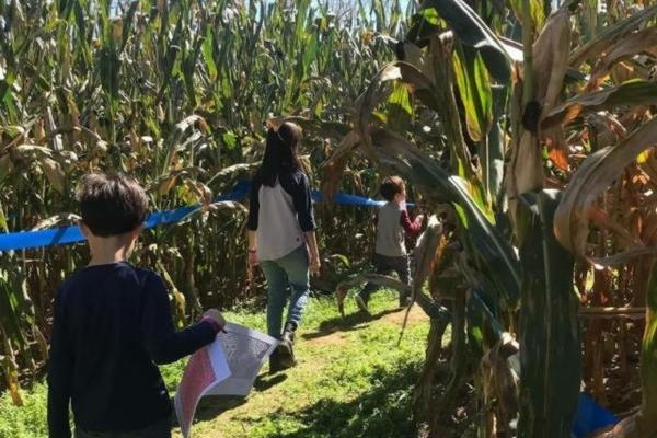 吡虫啉与噻虫嗪:深入了解两种农药的特点与优劣