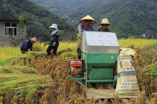 杜鹃花叶子发黑发焦用多菌灵浇了 杜鹃花能喷多菌灵吗