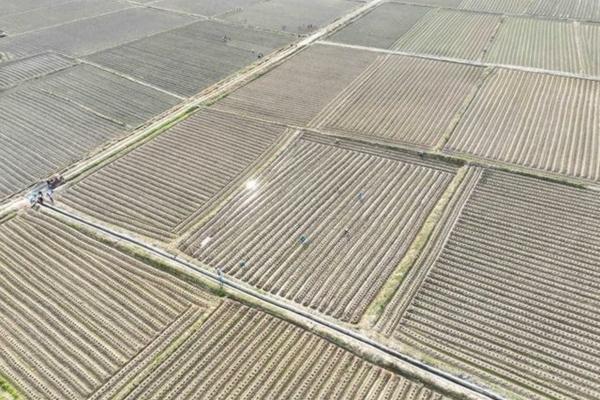 果树结果期施什么肥 盆栽果树施肥的要求和方法