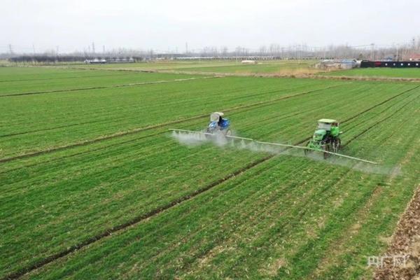 24滴异辛酯对玉米安全吗 水稻除草剂用什么药最好