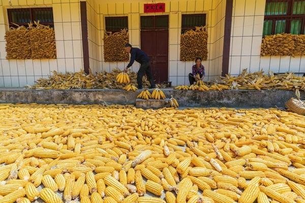 使它隆除草剂禁用作物 甲嘧磺隆能给果树地用吗?