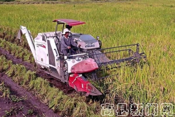 绛桃的种植技术:从选地、栽种到管理——全方位的绛桃种植栽培技