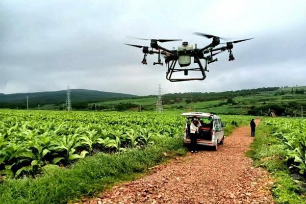 【深度解析】大棚蔬菜种植技术大全——高效、优质、可持续的种植