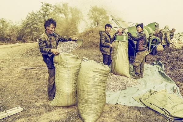 麦甜先正达杀菌剂对纹枯病的防治效果及其应用研究