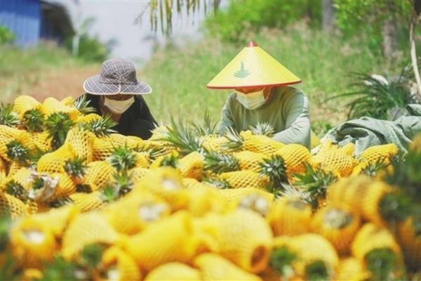 柑橘赤霉酸使用方法及用量 苄氨赤霉酸柑橘用法用量?