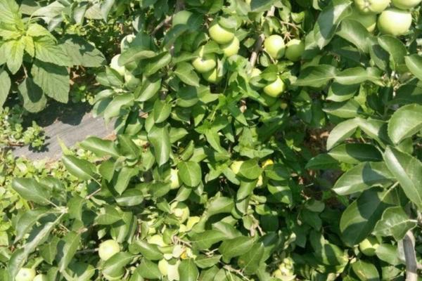 多菌灵隔多久喷第二次 多菌灵小麦使用方法?