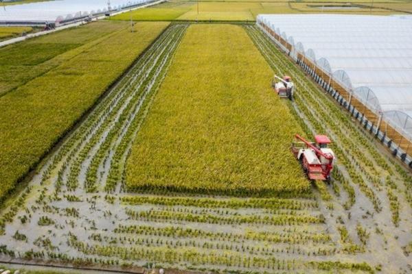 太子参高产量种植技术 太子参怎么种植才高产