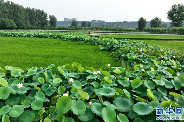 吡虫啉可以直接拌土里吗 吡虫杀虫单可以埋土里吗?