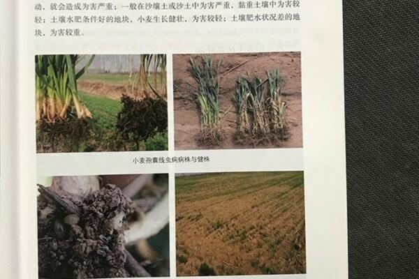 红薯和地瓜的区别 图片 地瓜跟红薯一样吗