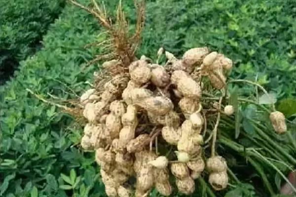 多菌灵:防治多种病虫害的良药