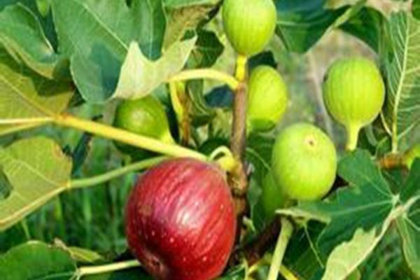 除草剂可以和叶面肥混用吗 叶面肥和虫药可以一起打吗