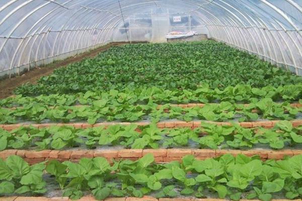 玉米叶面肥最佳时期 玉米3叶期可以用叶面肥