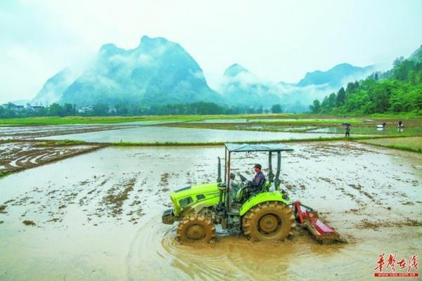 金鱼吊兰叶子喷了多菌灵怎么办 金边吊兰根太多咋办?