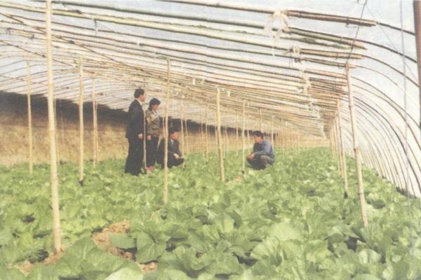 怎么消灭蟑螂最有效土豆 怎样彻底消灭蟑螂,包括虫卵?