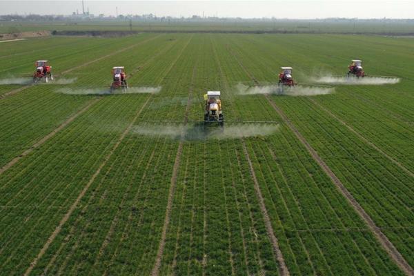 黄桃树施肥要点:选择最佳肥料,助力桃树健康成长