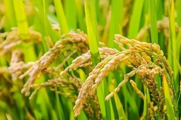 花生种植后撒乙草胺吗 乙草胺对树有没有伤害?