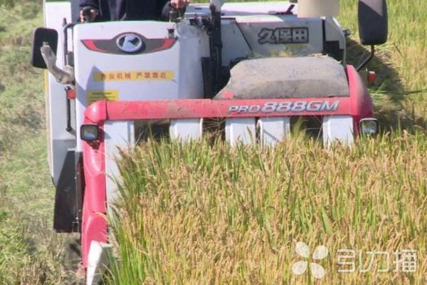 室内盆栽草莓苗的种植方法 草莓盆栽种植方法详细说明