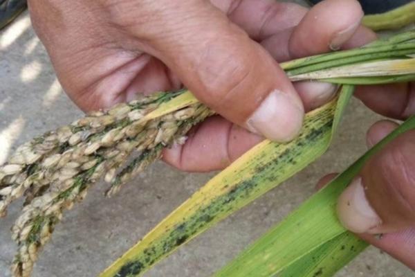 关于苯醚戊唑醇杀菌剂的全面解析