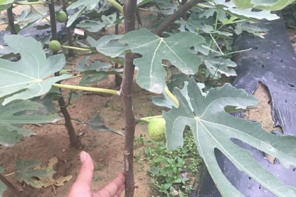 棉花脱叶剂风险 采棉机采摘的棉花怎么处理干叶?