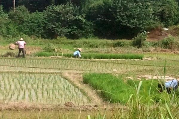 毒死蜱叶面喷施可行性探讨