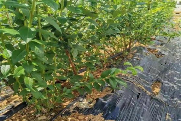 国产代森锰锌哪家质量好 代森锰锌的作用与用途