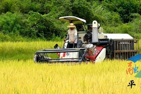 辣椒育苗方法与时间指南