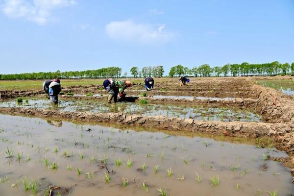 多菌灵可以和代森锰锌一起混用吗 多菌灵好还是代森锰锌好