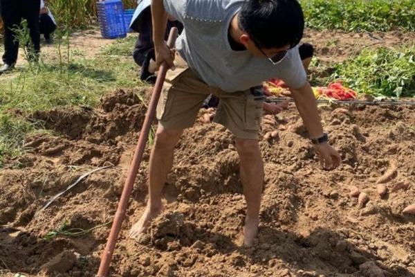 冬瓜种植方法与时间指南
