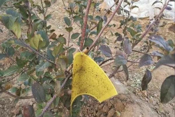红樱桃树的种植 樱桃树的种植技术?