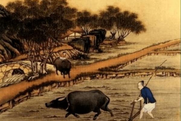 多肉长白色虫可以用多菌灵吗 多肉叶子长白色霉菌怎么治？